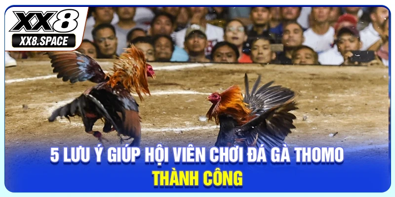 4 lưu ý giúp hội viên chơi đá gà Thomo thành công