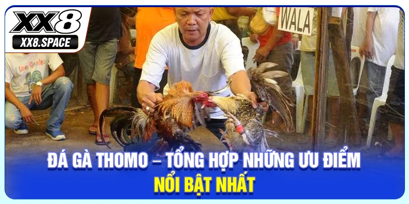 Đá gà Thomo – Tổng hợp những ưu điểm nổi bật nhất