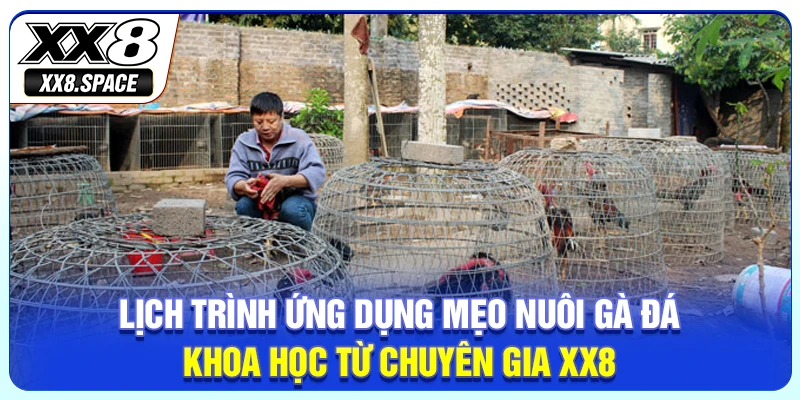 Lịch trình ứng dụng mẹo nuôi gà đá khoa học từ chuyên gia XX8
