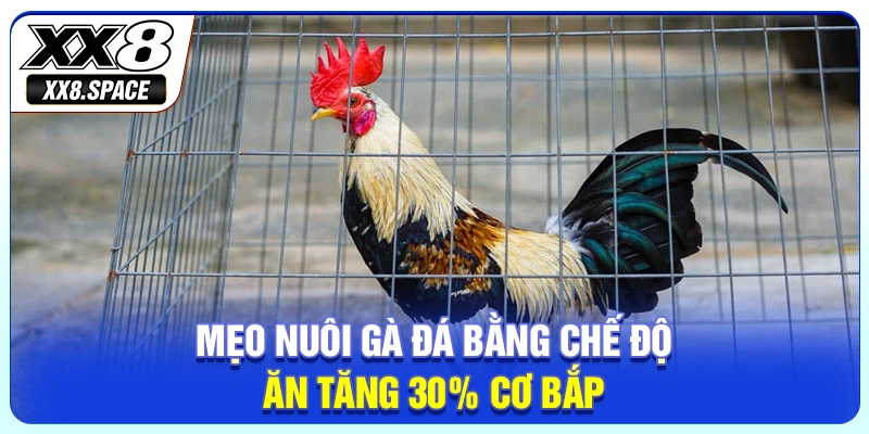 Mẹo nuôi gà đá bằng chế độ ăn tăng 30% cơ bắp.