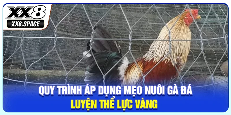 Quy trình áp dụng mẹo nuôi gà đá luyện thể lực vàng