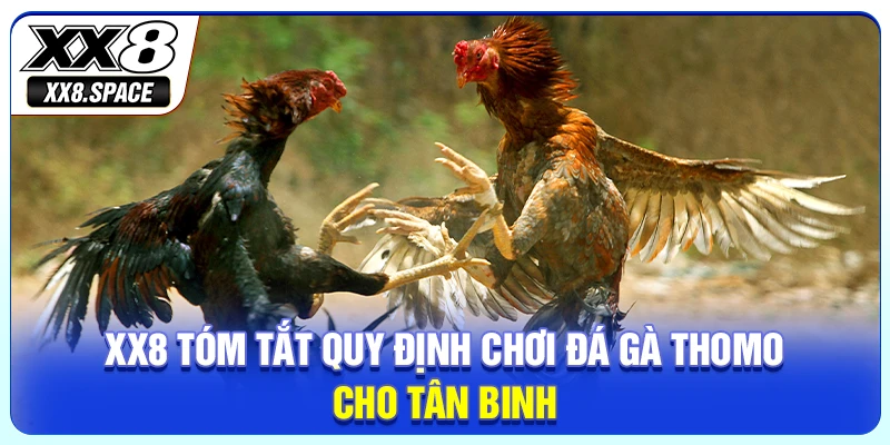 XX8 tóm tắt quy định chơi đá gà Thomo cho tân binh